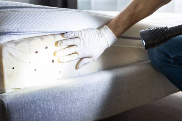 Best Termite Control Services  in Lattingtown, NY