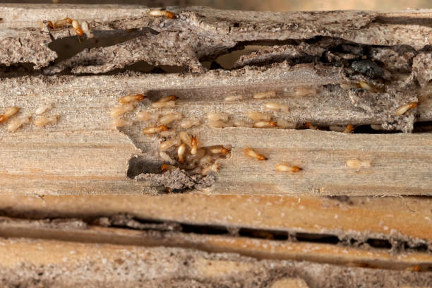 Best Pest Prevention Services  in Lattingtown, NY